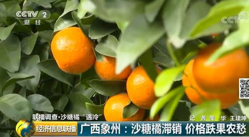吃貨注目 廣西人常買(mǎi)的水果從10元一斤跌至1塊6，背后原因令人意外